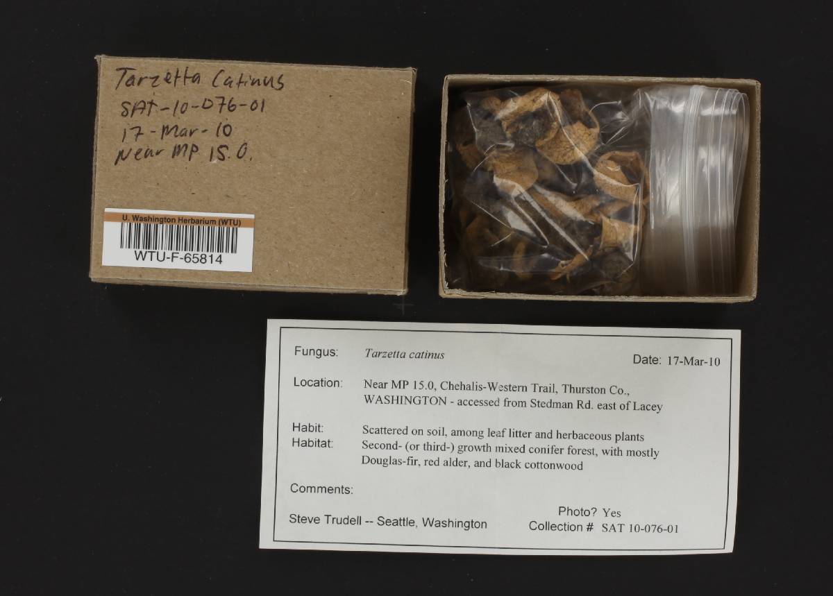 Tarzetta catinus image