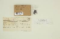 Peziza violacea image