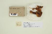 Pluteus exilis image