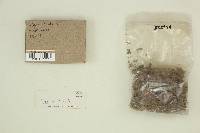 Cyathus olla image