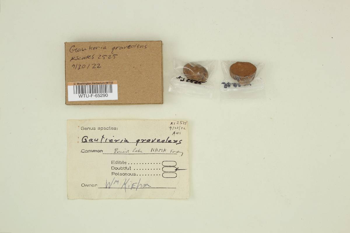 Gautieria graveolens image