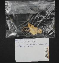 Clitocybe fragrans image