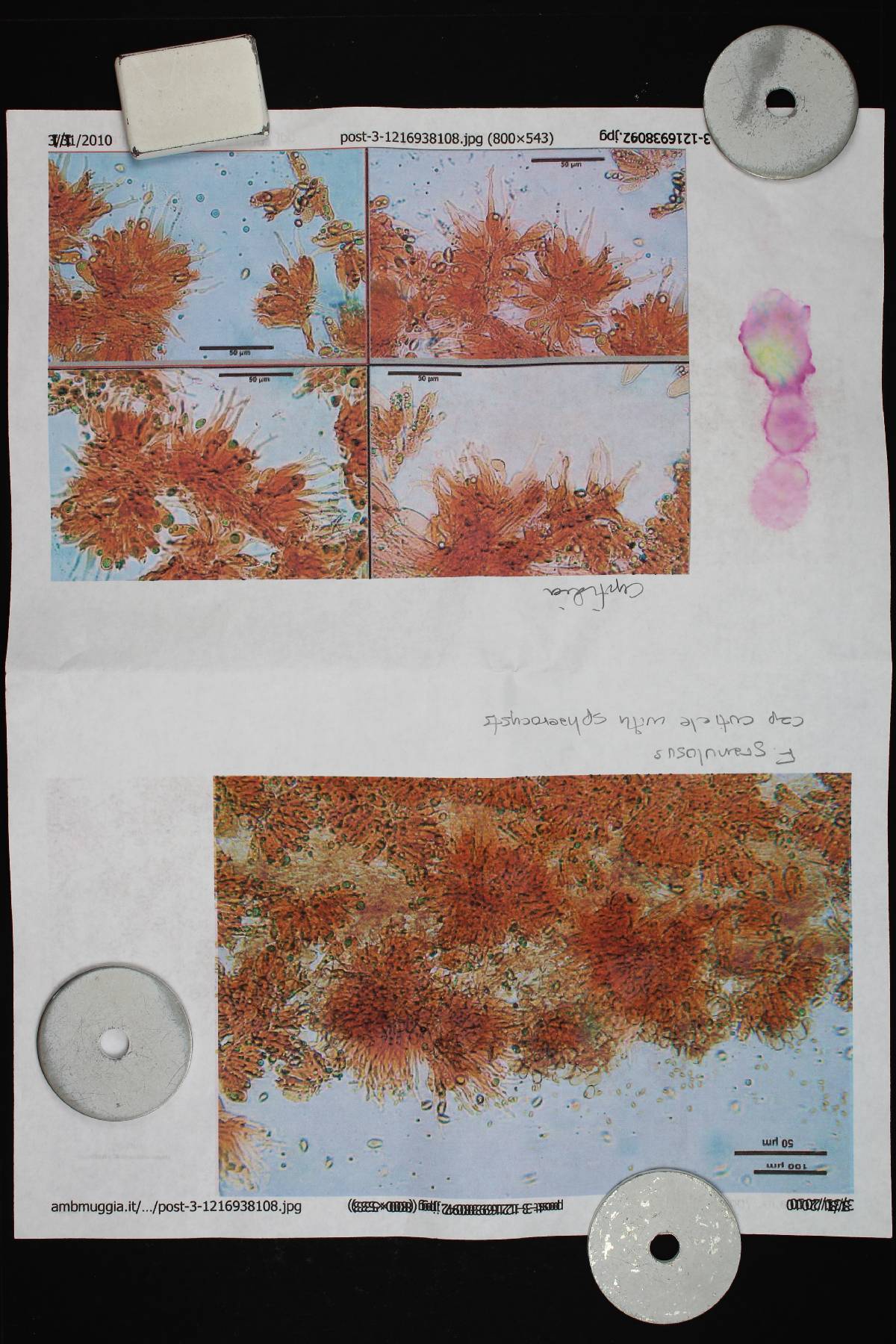 Flammulaster granulosus image