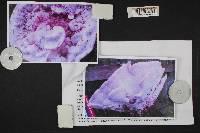 Climacocystis borealis image