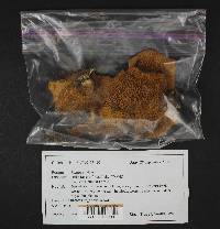 Suillus cavipes image