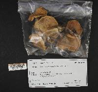 Lactarius deliciosus image