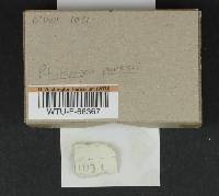 Rhizopogon parksii image