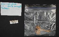 Cortinarius emodensis image