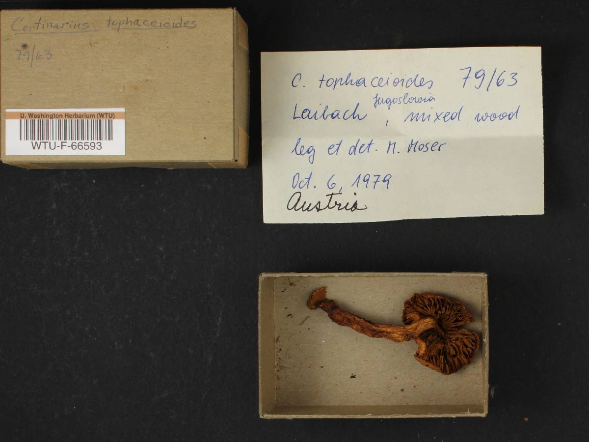 Cortinarius tophaceoides image