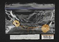 Lepiota cristata image