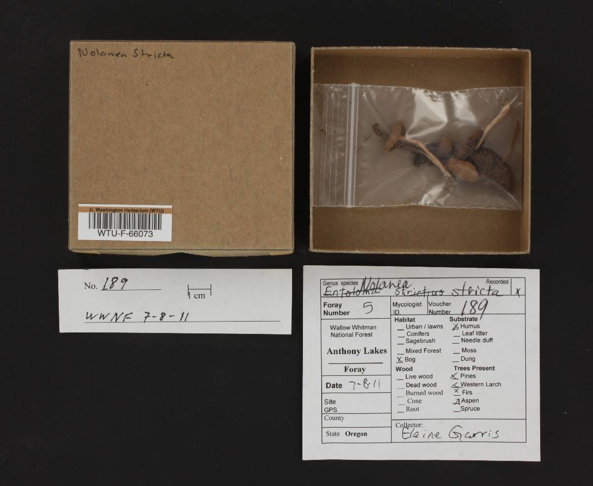 Nolanea strictia image