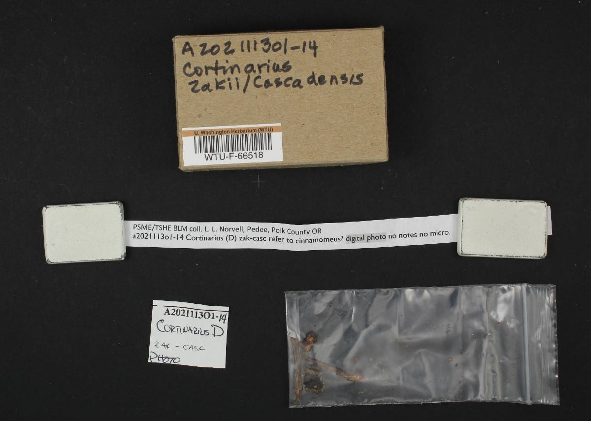 Cortinarius cascadensis image