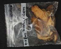 Boletus calopus image