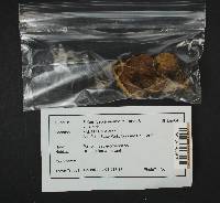 Suillus fuscotomentosus image
