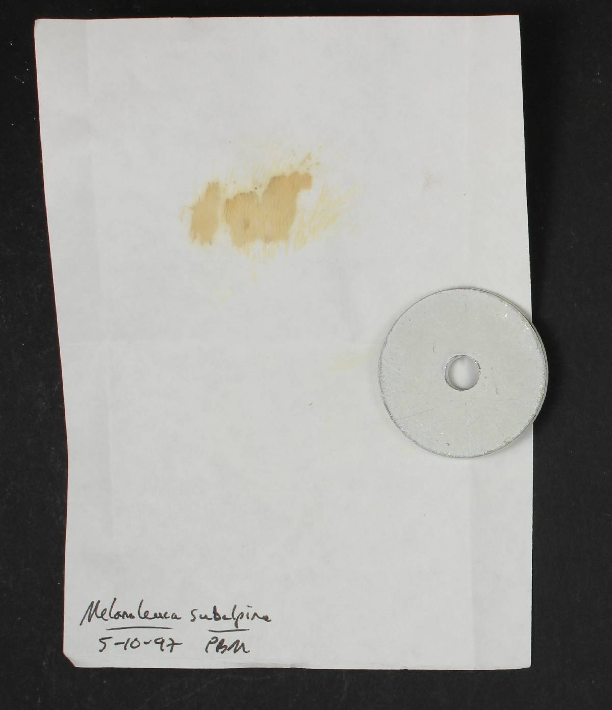 Melanoleuca subalpina image