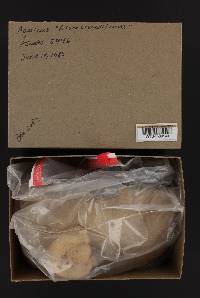 Agaricus crocodilinus image