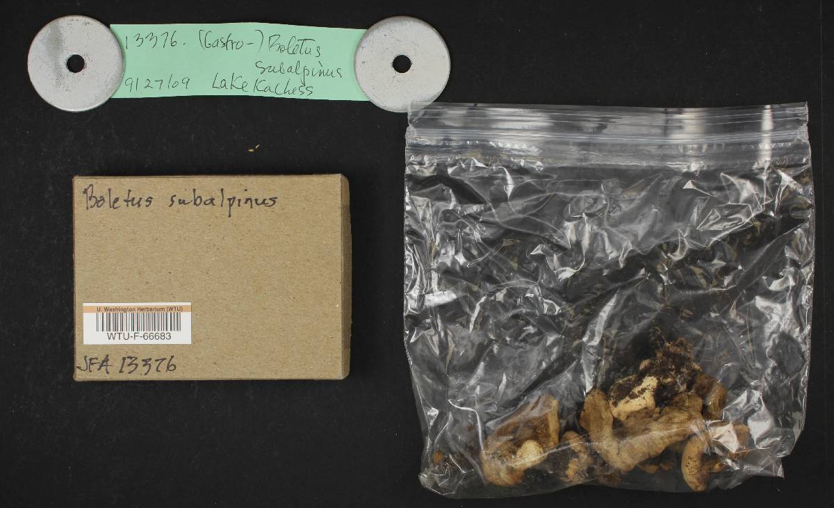 Gastroboletus subalpinus image