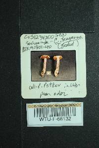 Cortinarius traganus image