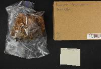 Ramaria stricta image