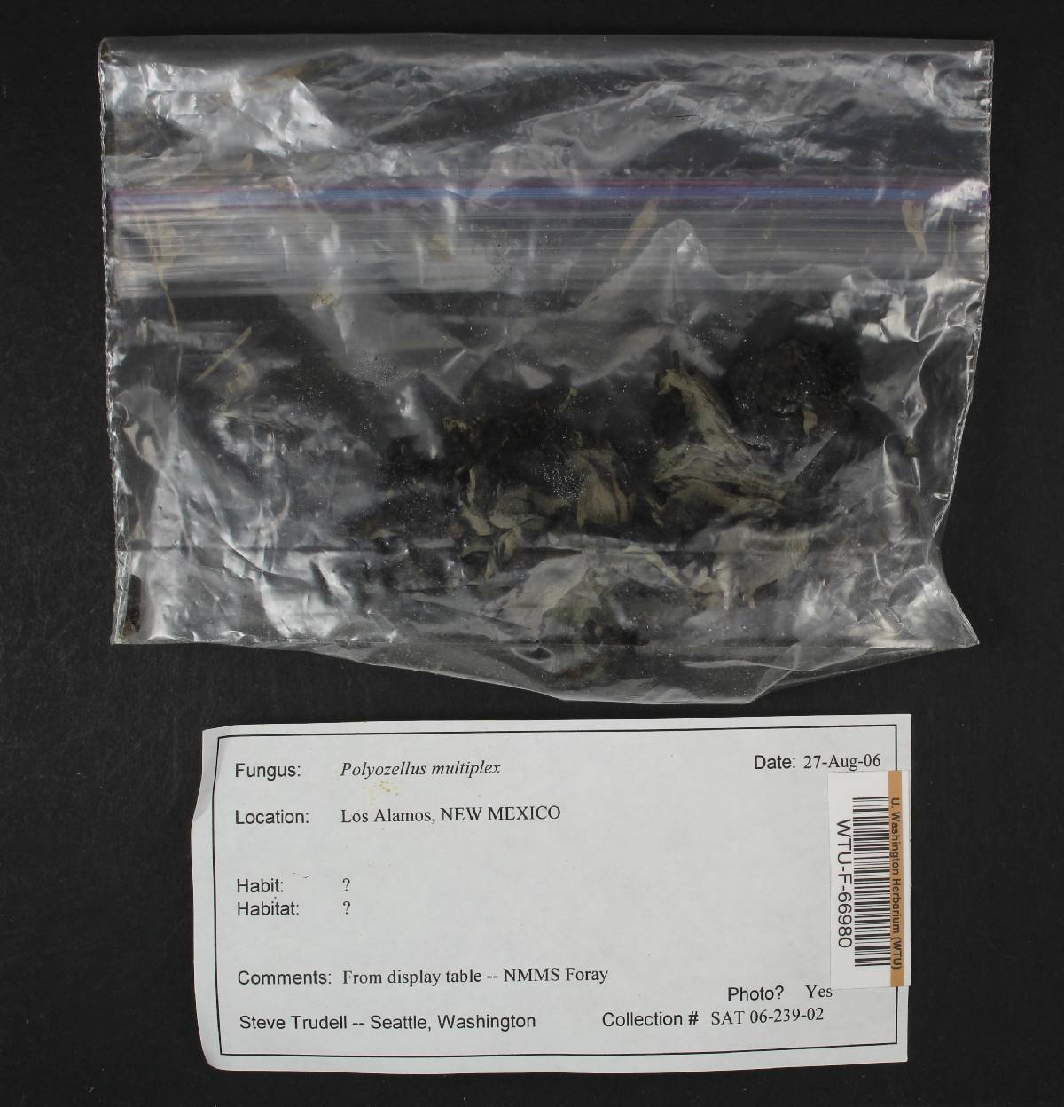 Polyozellus atrolazulinus image