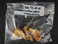 Cantharellus roseocanus image