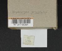 Elaphomyces granulatus image