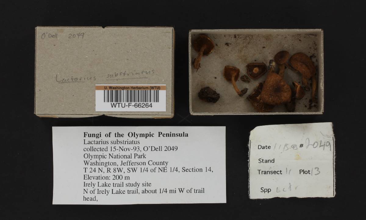 Lactarius substriatus image
