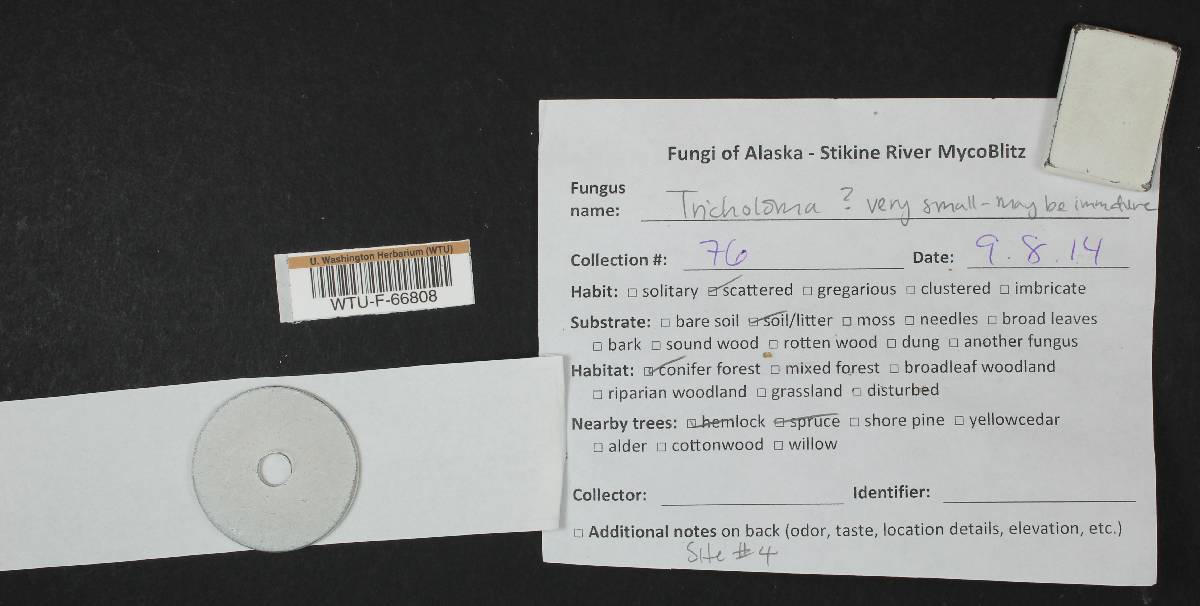 Hebeloma avellaneum image