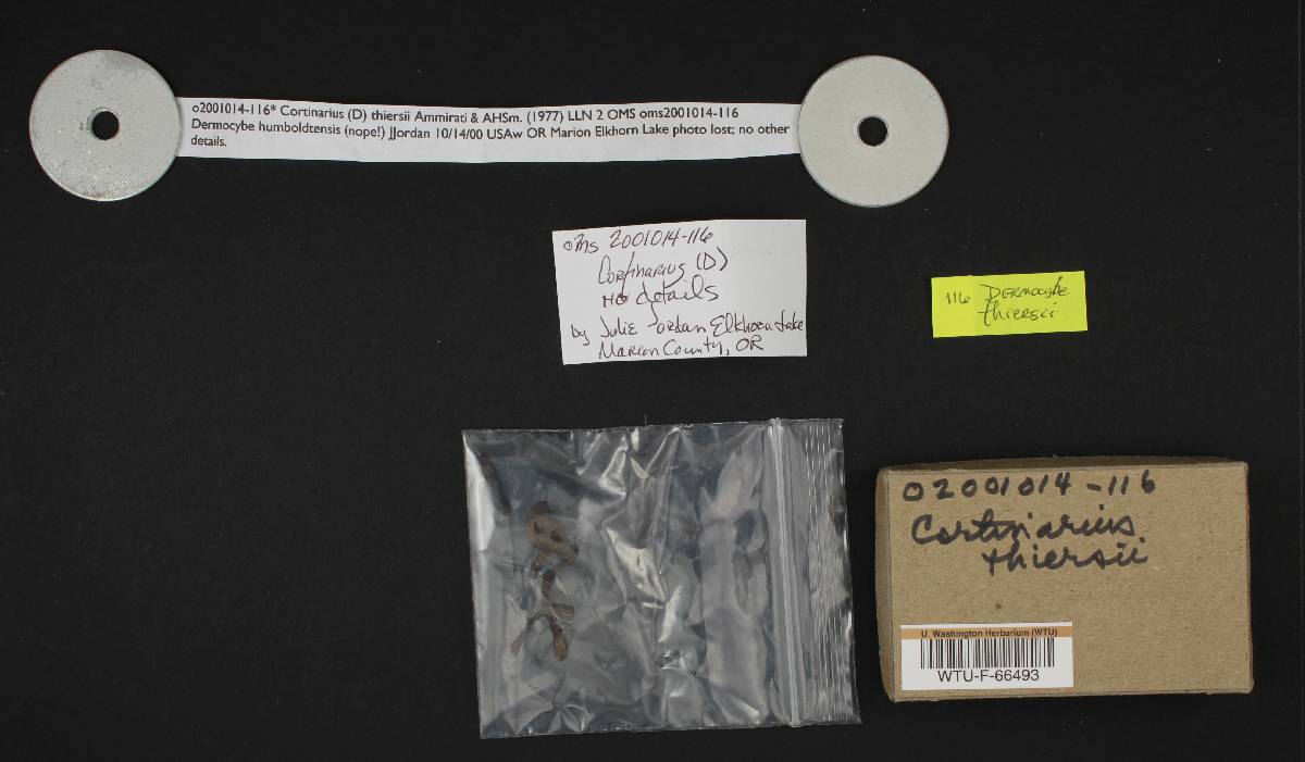 Dermocybe thiersii image