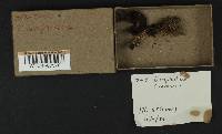 Gomphidius subroseus image