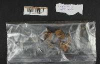 Inocybe mixtilis image