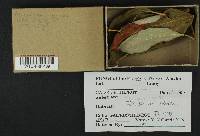Melampsora epitea var. epitea image
