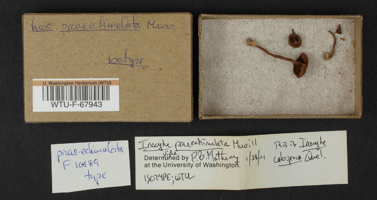 Inocybe prae-echinulata image