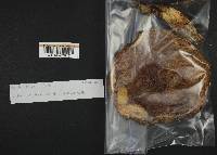 Boletus fibrillosus image