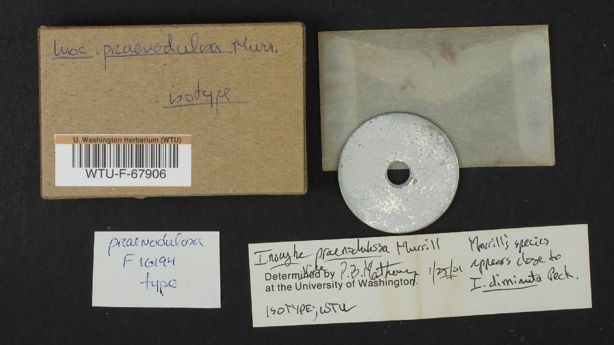 Inocybe praenodulosa image