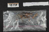 Mycena metata image