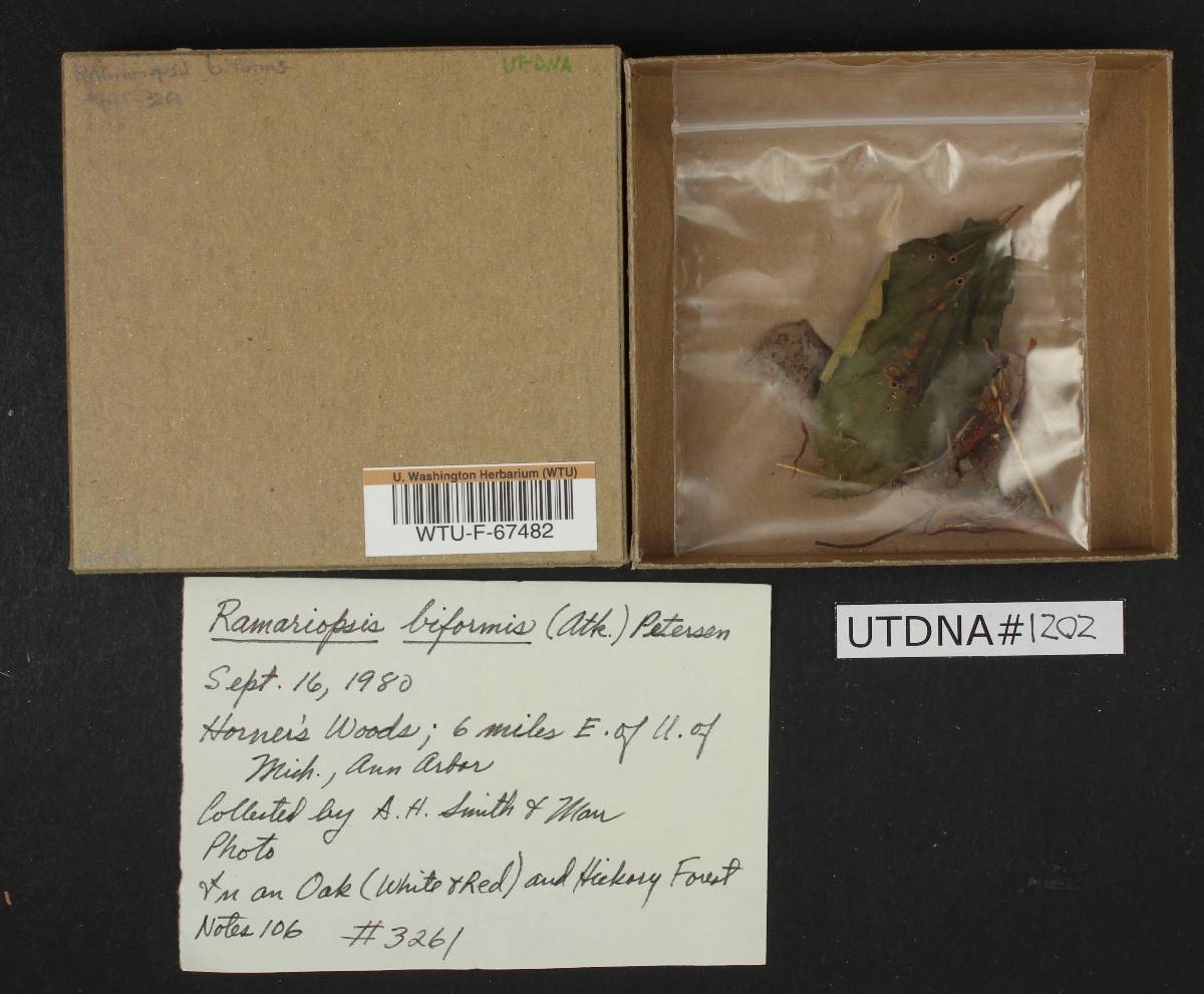 Ramariopsis biformis image