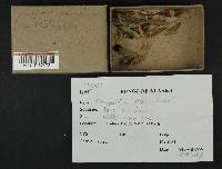 Phragmidium rosae-acicularis image