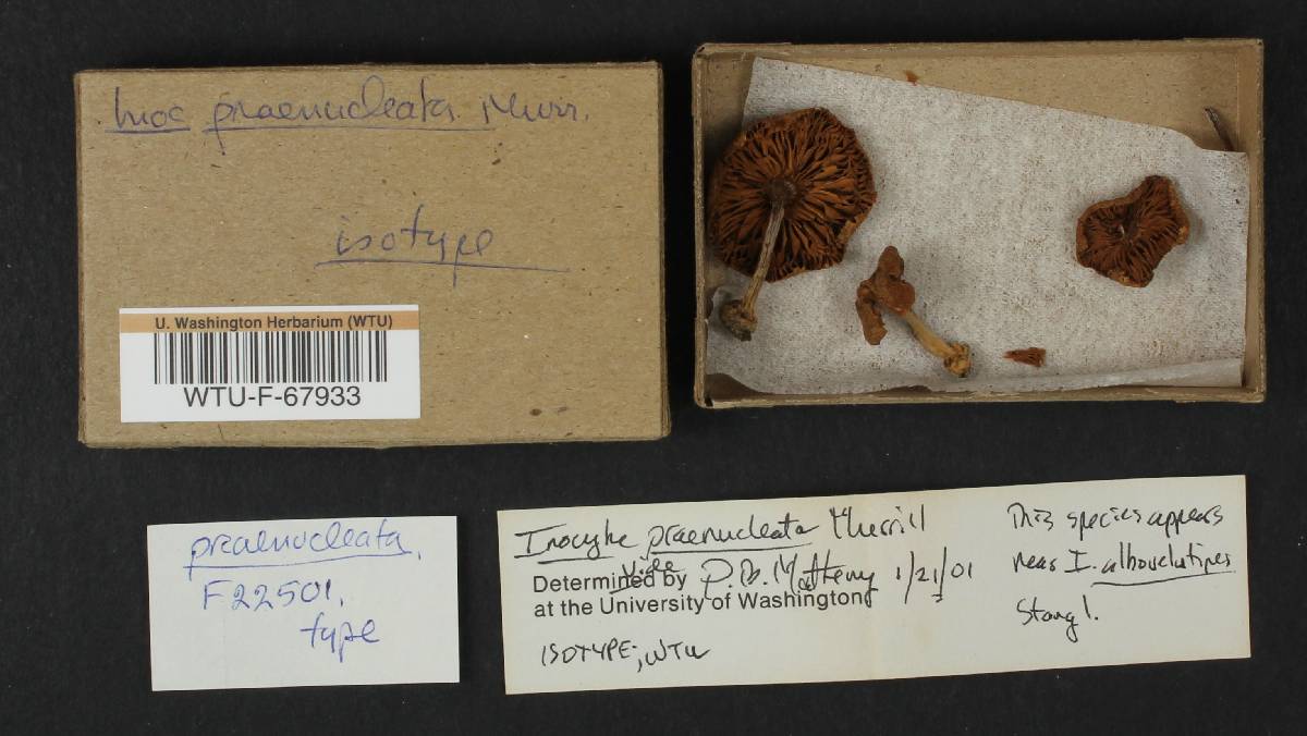 Inocybe praenucleata image