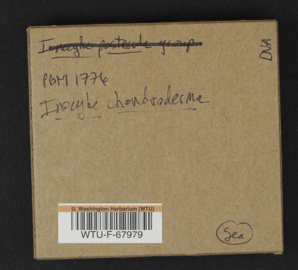 Inocybe posterula image