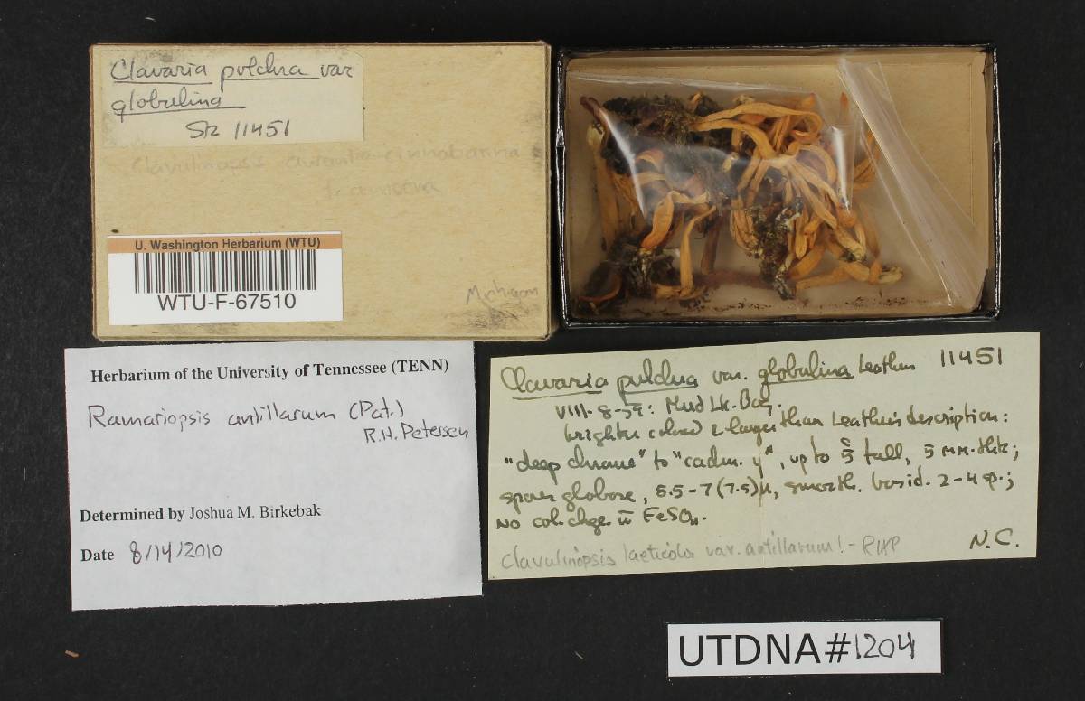 Clavulinopsis antillarum image