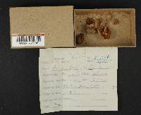 Tricholoma terreum image