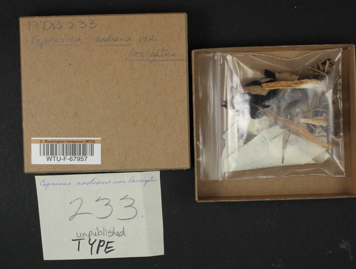 Coprinus radians var. laevigatus image