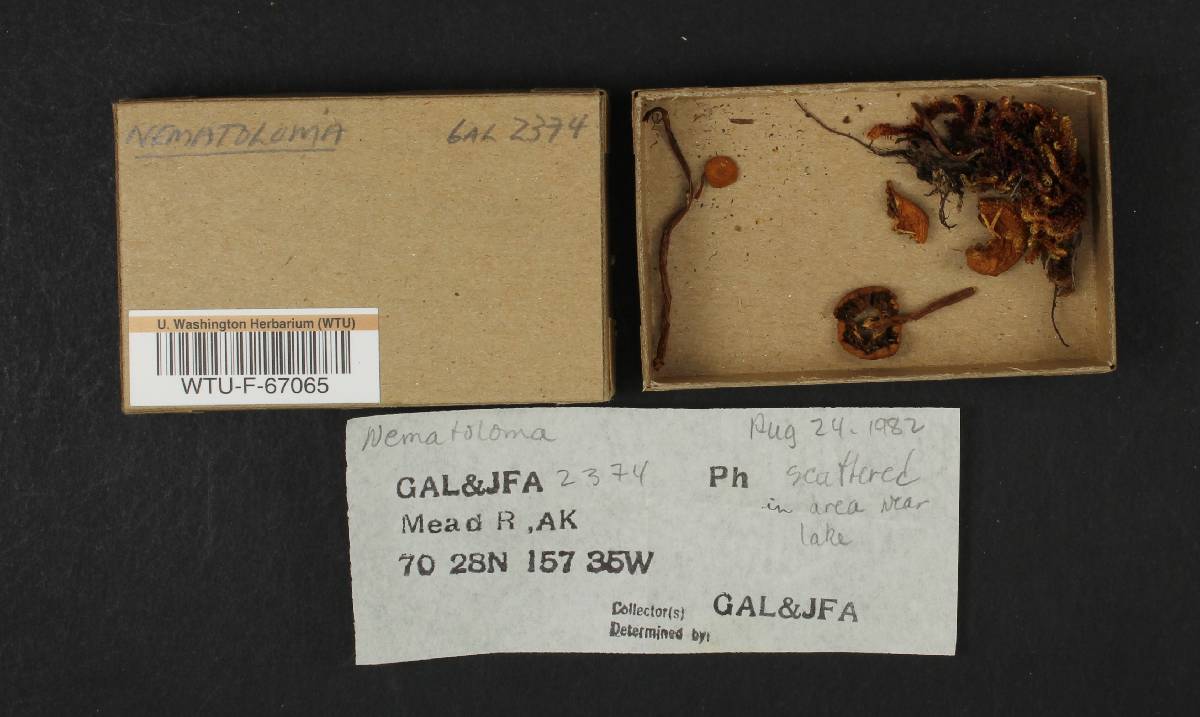 Nematoloma image