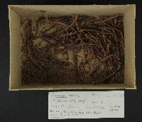 Chrysomyxa arctostaphyli image