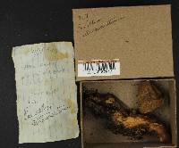 Tapinella atrotomentosa image