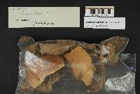 Lactarius rubrilacteus image