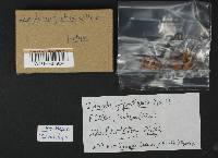 Inocybe lacera image