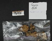 Ramaria stricta image