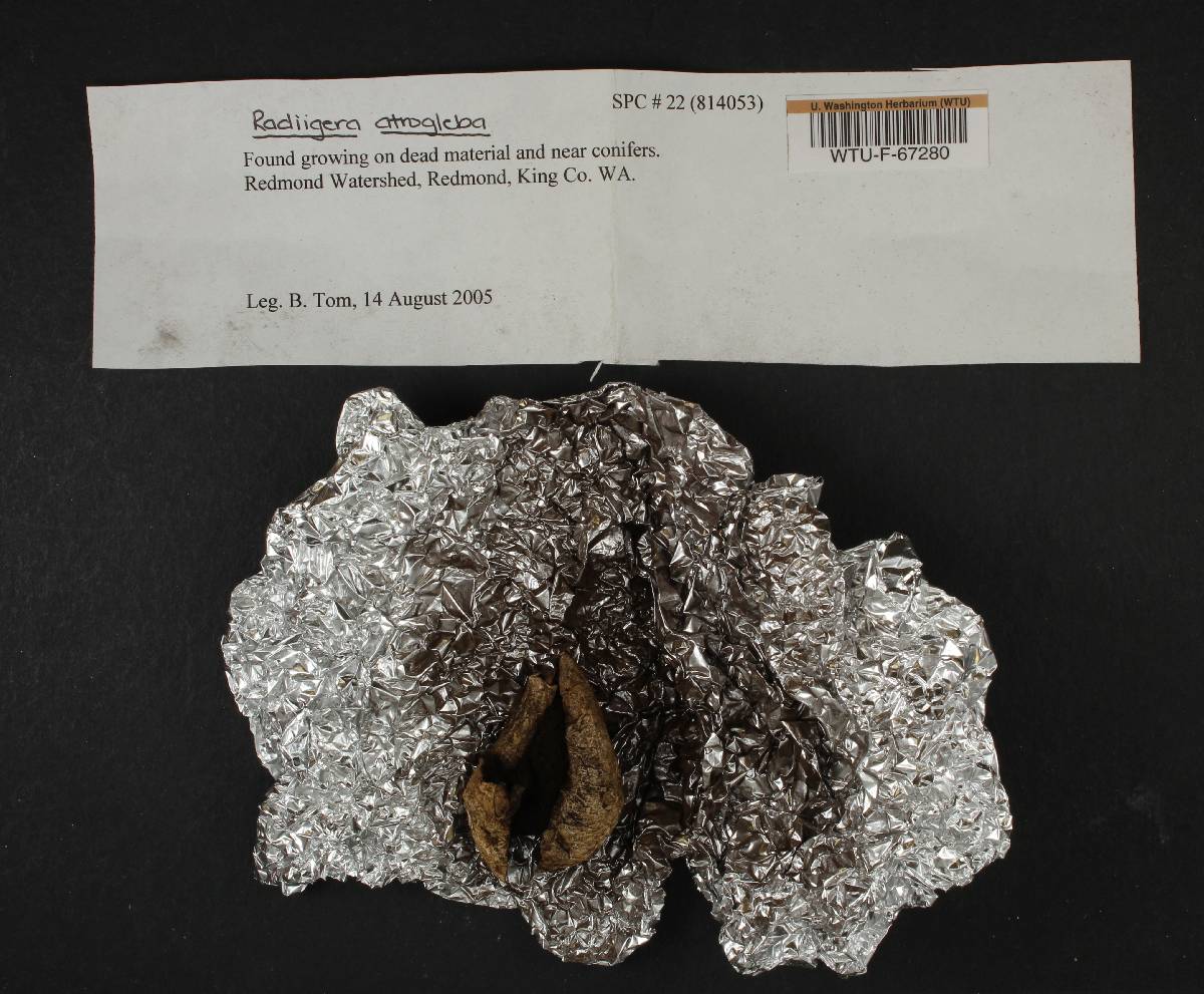 Radiigera atrogleba image
